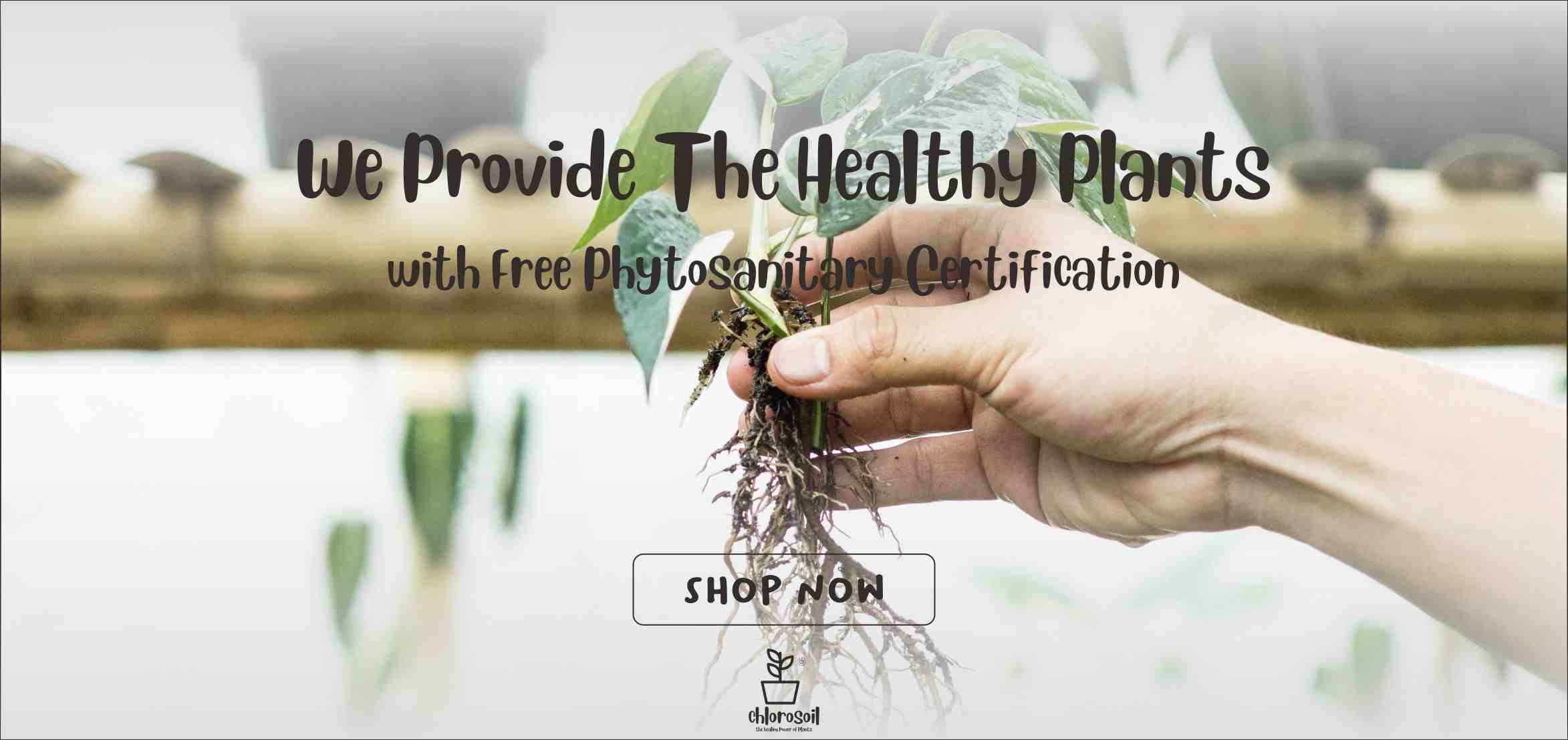 HEALTHY PLANTS