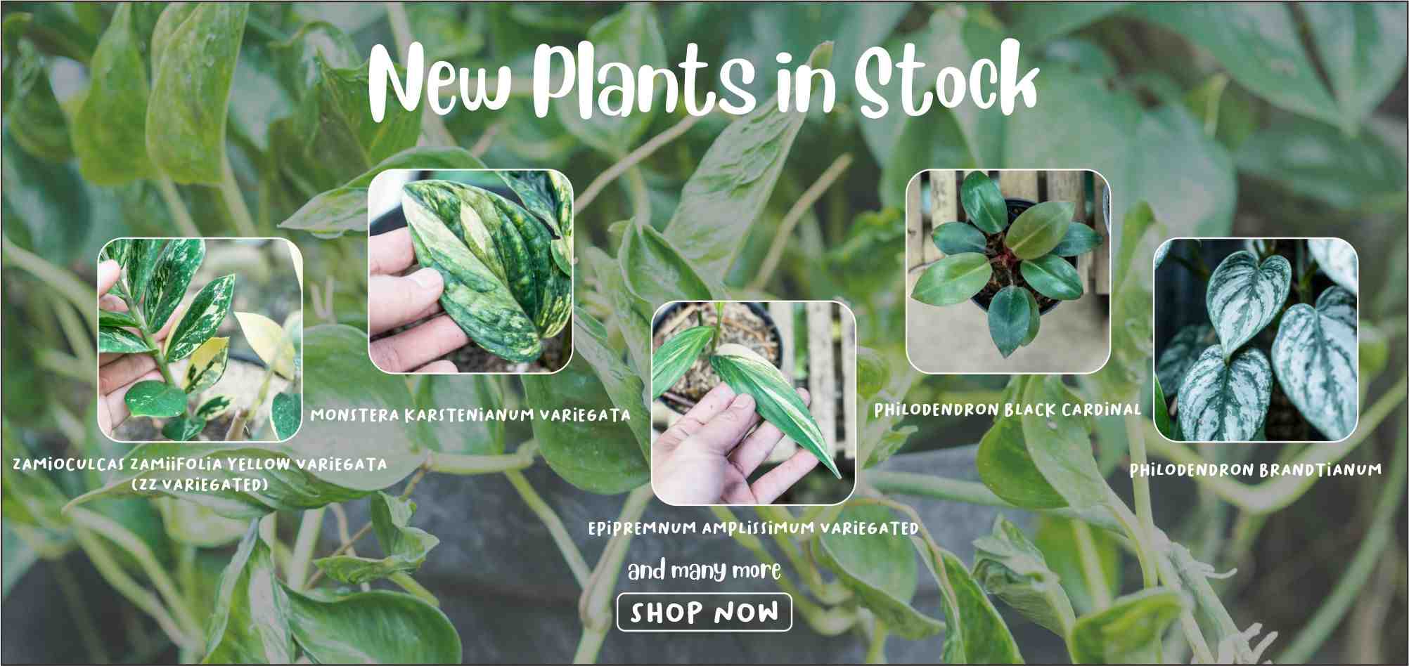 new plants