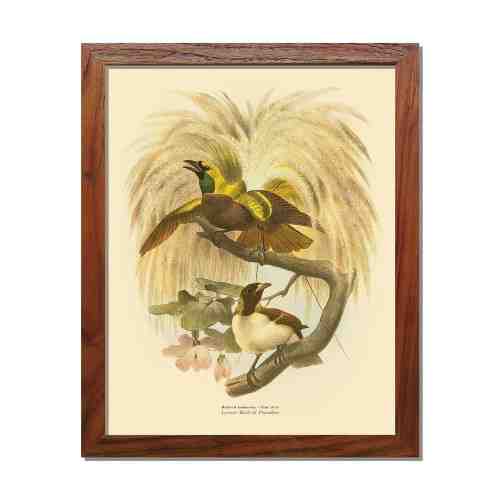 Old East Indies Frame Lesser Bird of Paradise - Year 1873
