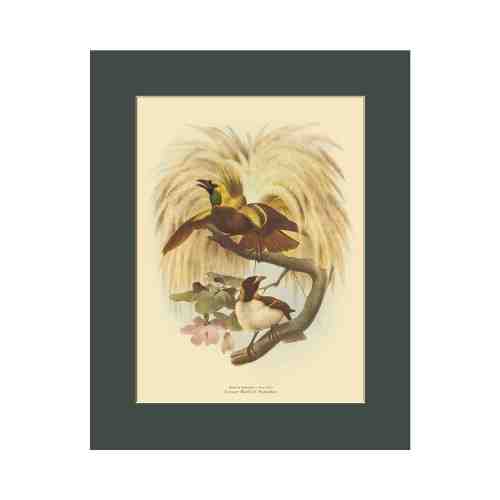 Old East Indies Lesser Bird of Paradise - Year 1873 Cardboard Frame
