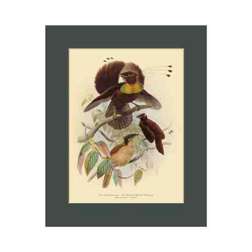 Old East Indies Six-plumed Bird of Paradise - Year 1873 Cardboard Frame