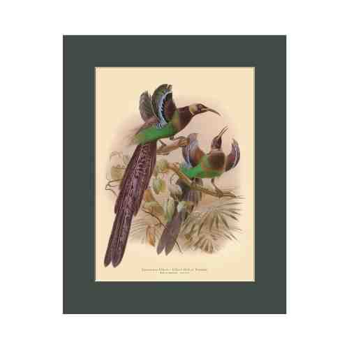 Old East Indies Elliot’s Bird of Paradise - Year 1873  Cardboard Frame