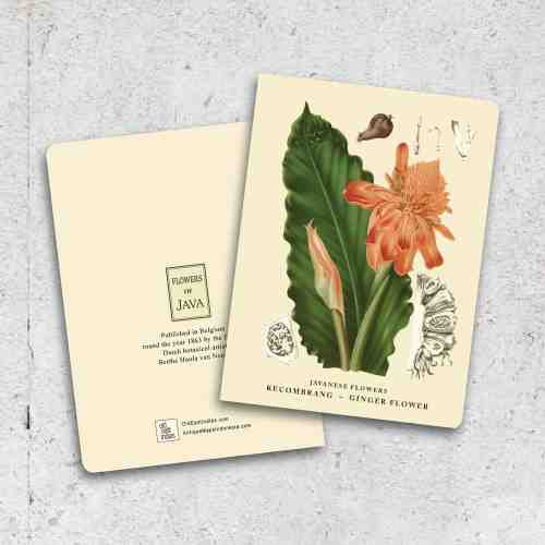 Old East Indies Thin Book Ginger Flower - Kecombrang
