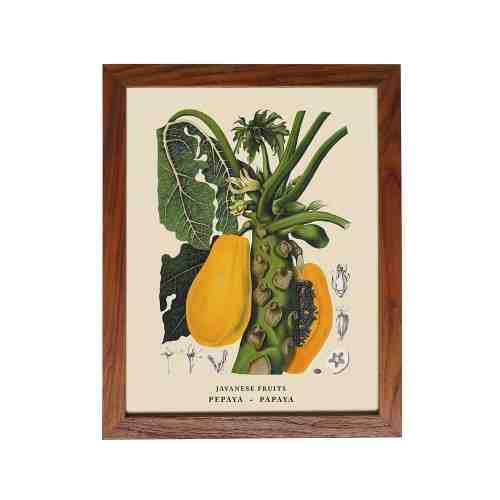 Old East Indies Frame Javanese Fruits - Pepaya / Papaya