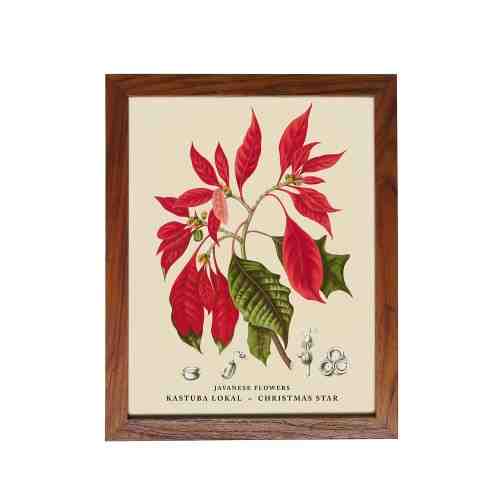 Old East Indies Frame Javanese Flowers - Kastuba / Christmas Flower