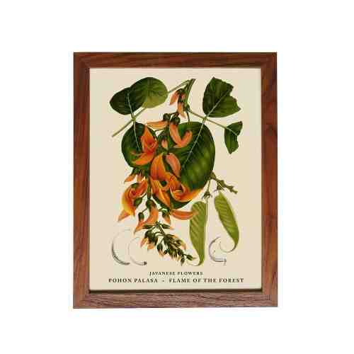 Old East Indies Frame Javanese Flowers - Pohon Palasa / Flame of the Forest