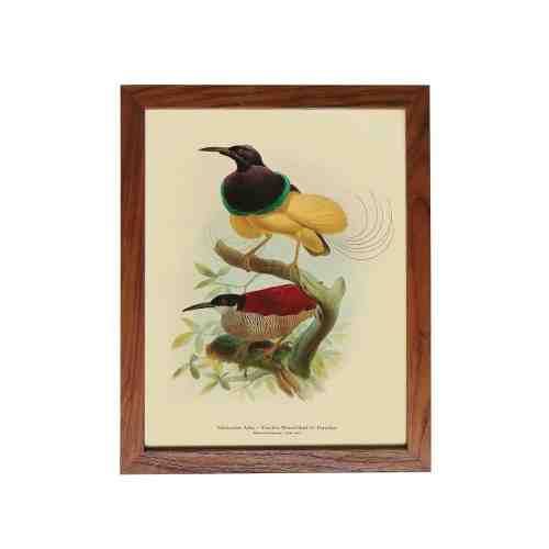 Old East Indies Frame Twelve-wired Bird of Paradise - Year 1873