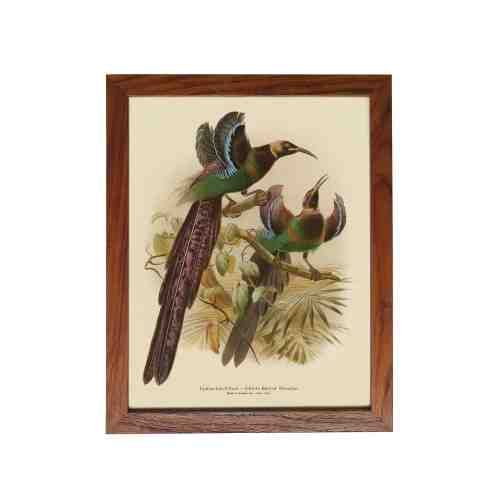 Old East Indies Frame Elliot’s Bird of Paradise - Year 1873