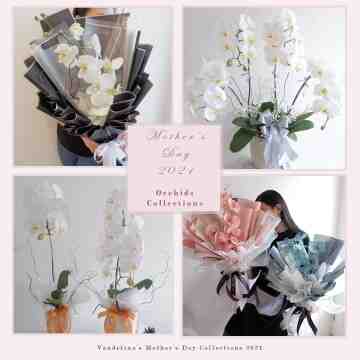 Special Orchids For Mother's Day